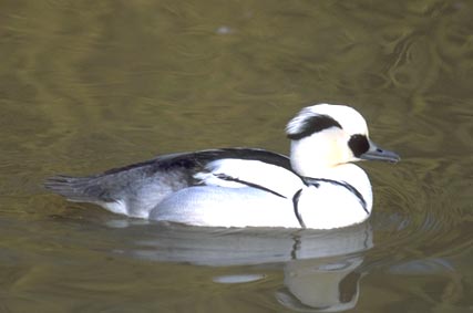 Nonnetje (Mergus Albellus)