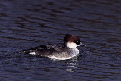 Nonnetje (Mergus Albellus)