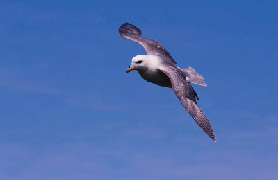 Noordse Stormvogel (Fulmarus glacialis)