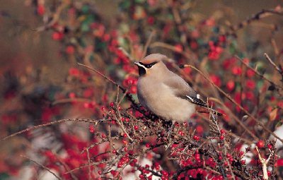 Pestvogel (Bombycilla Garrulus)