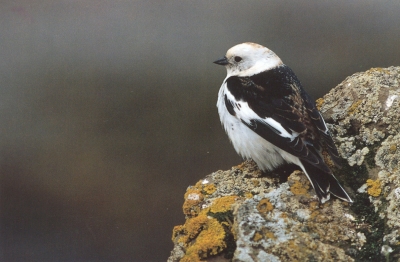 Sneeuwgors (Plectrophenax nivalis)