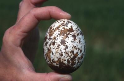 Ei van de Visarend (Pandion Haliaetus)