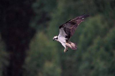 Visarend (Pandion Haliaetus)