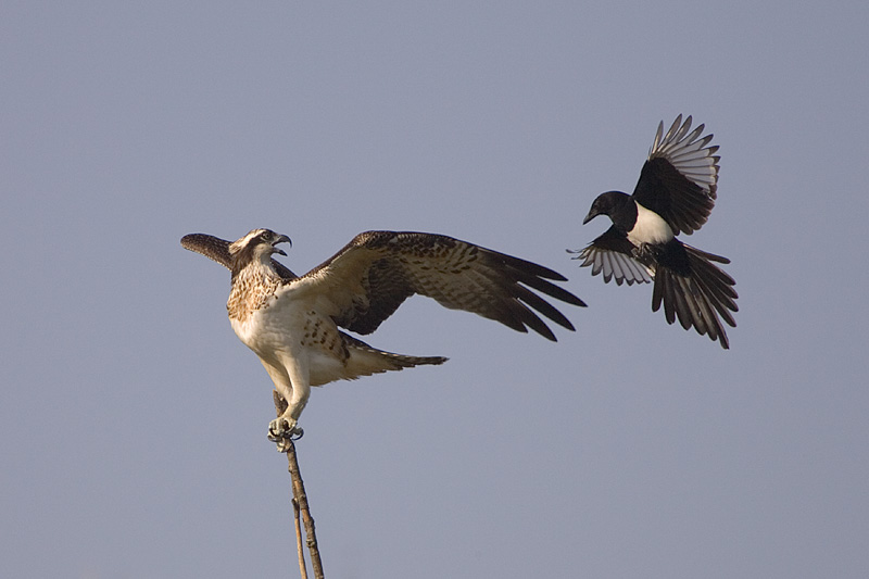 Visarend (Pandion Haliaetus)