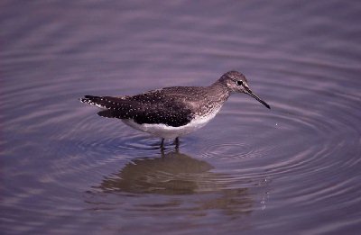 Witgatje (Tringa Ochropus)