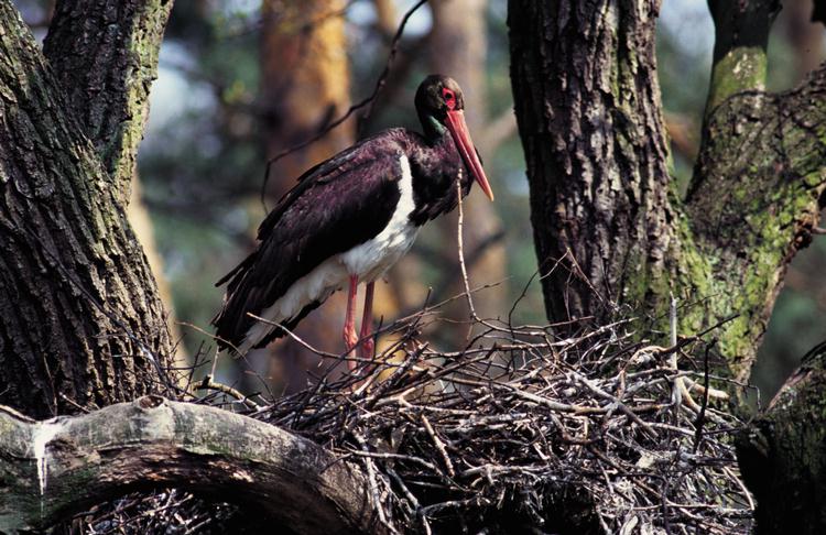 Zwarte Ooievaar (Ciconia nigra)