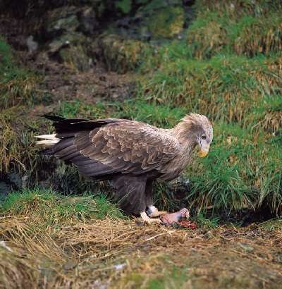 Zeearend (Haliaeetus albicilla)