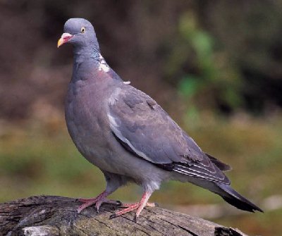 Houtduif (Columba Palumbus)