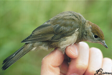 Zwartkop (Sylvia Atricapilla)