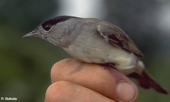 Zwartkop (Sylvia Atricapilla)