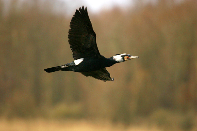 Aalscholver (Phalacrocorax Carbo)