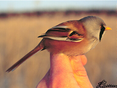 Baardmannetje (Panurus Biarmicus)