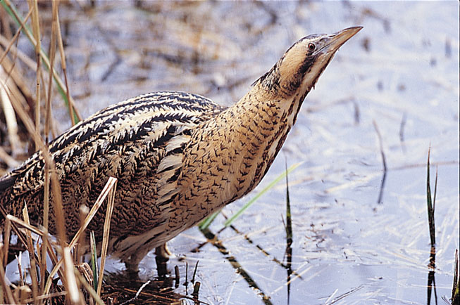 Roerdomp (Botaurus Stellaris)