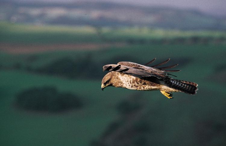 Buizerd (Buteo Buteo)