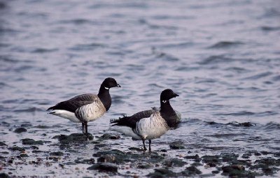 Rotgans (Branta Bernicla)